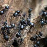 Invasions de fourmis : causes et solutions